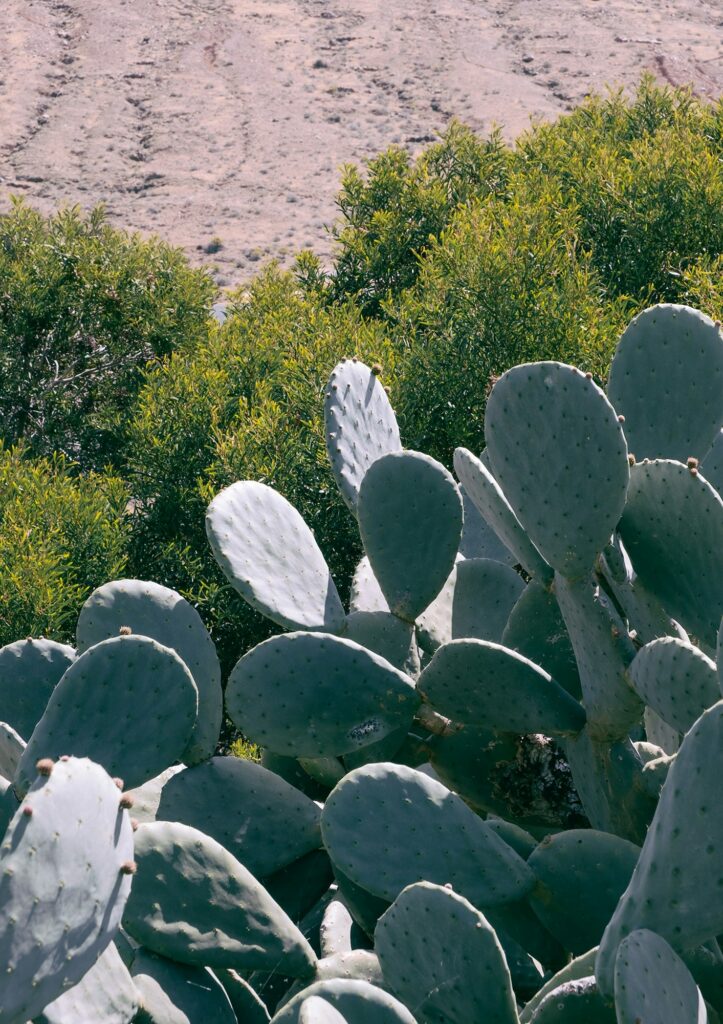 Canary Islands plants aesthetic. Cactus close-up stylish background